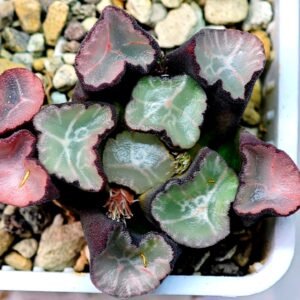 Haworthia Unknown Maughanii K106 - 16