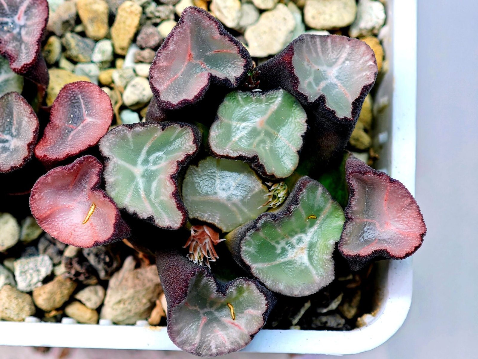 Haworthia Unknown Maughanii K106 - 16