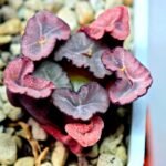 Haworthia Unknown Maughanii K107 - 14
