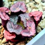 Haworthia Unknown Maughanii K107 - 15