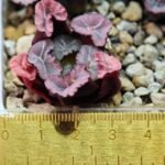 Haworthia Unknown Maughanii K107 - 16