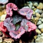 Haworthia Unknown Maughanii K107 - 17