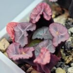 Haworthia Unknown Maughanii K107 - 1