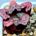 Haworthia Unknown Maughanii K107 - 2