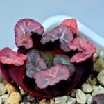 Haworthia Unknown Maughanii K107 - 3