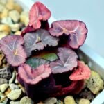 Haworthia Unknown Maughanii K107 - 5