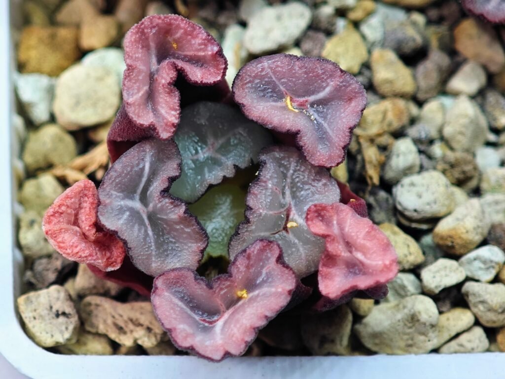 Haworthia Unknown Maughanii K107 - 6