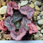 Haworthia Unknown Maughanii K107 - 6