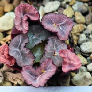 Haworthia Unknown Maughanii K107 - 6