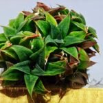 Haworthia Unknown K103 - 2
