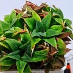 Haworthia Unknown K103 - 3
