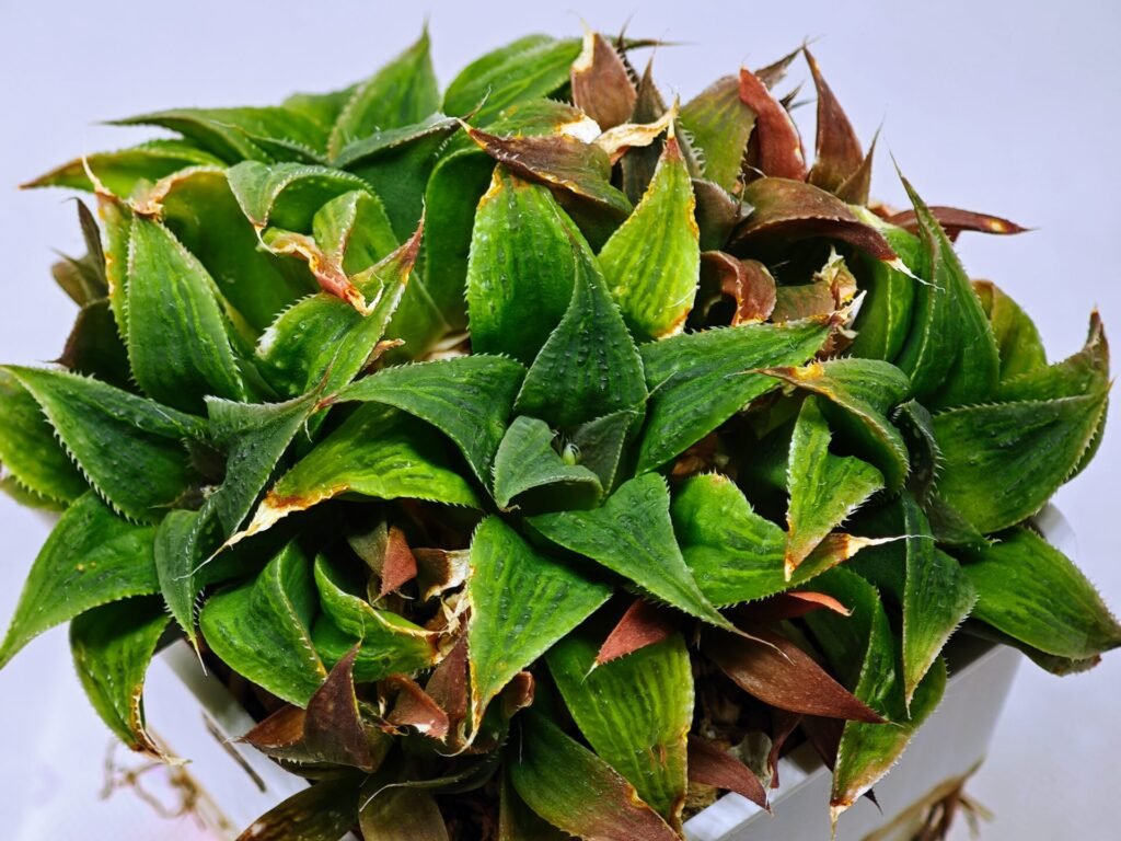 Haworthia Unknown K103 - 4