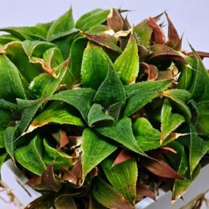 Haworthia Unknown K103 - 4
