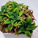 Haworthia Unknown K103 - 5