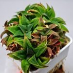 Haworthia Unknown K103 - 6