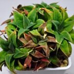 Haworthia Unknown K103 - 7