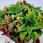 Haworthia Unknown K103 - 8