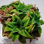 Haworthia Unknown K103 - 9