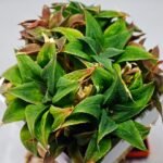 Haworthia Unknown K103 - 1