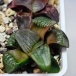 Haworthia Unknown K075 - 1