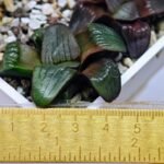 Haworthia Unknown K075 - 2
