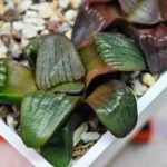 Haworthia Unknown K075 - 3