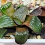 Haworthia Unknown K075 - 4