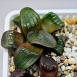 Haworthia Unknown K075 - 6