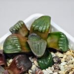 Haworthia Unknown K075 - 7