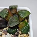 Haworthia Unknown K075 - 8