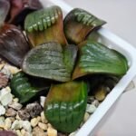 Haworthia Unknown K075 - 9
