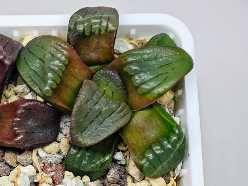 Haworthia Unknown K075 - 10