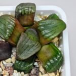 Haworthia Unknown K075 - 10
