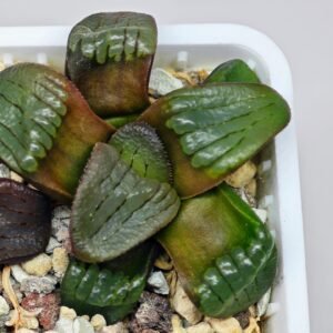 Haworthia Unknown K075 - 10