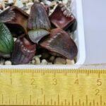 Haworthia Unknown K079 - 10