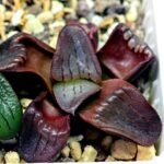 Haworthia Unknown K079 - 11