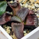 Haworthia Unknown K079 - 12