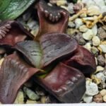 Haworthia Unknown K079 - 13
