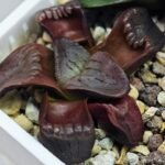 Haworthia Unknown K079 - 14