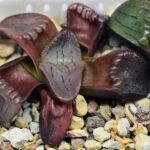 Haworthia Unknown K079 - 15