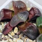 Haworthia Unknown K079 - 16