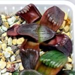 Haworthia Unknown K079 - 17