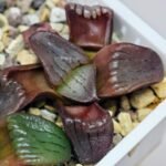 Haworthia Unknown K079 - 18
