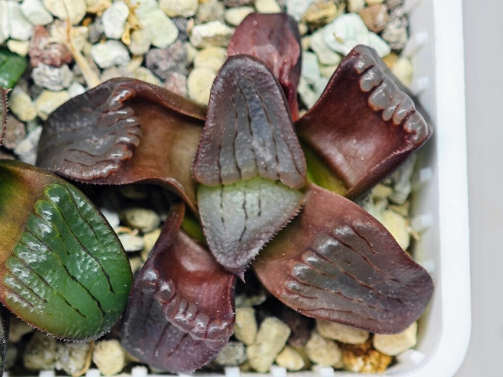 Haworthia Unknown K079 - 19