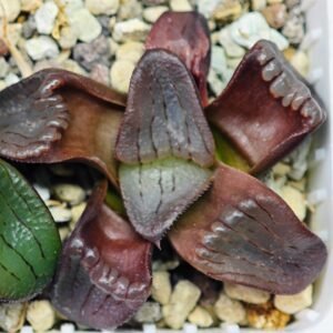 Haworthia Unknown K079 - 19