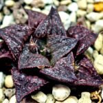 Haworthia Unknown Splendens K057 - 2