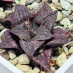 Haworthia Unknown Splendens K057 - 3