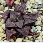 Haworthia Unknown Splendens K057 - 4