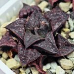 Haworthia Unknown Splendens K057 - 5
