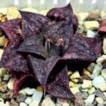Haworthia Unknown Splendens K057 - 6